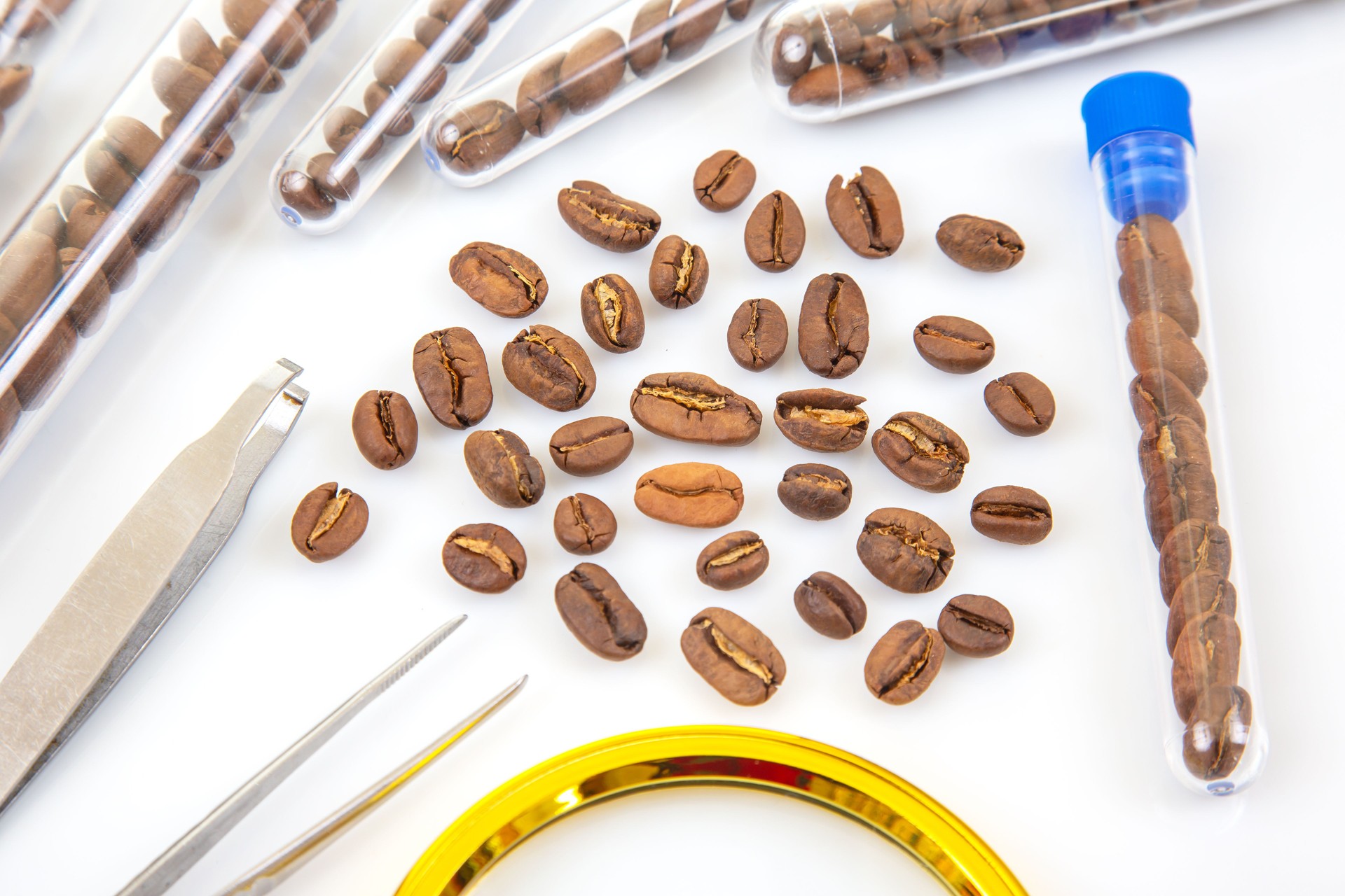 Quality control in coffee production – roasted beans under scientific examination using lab equipment