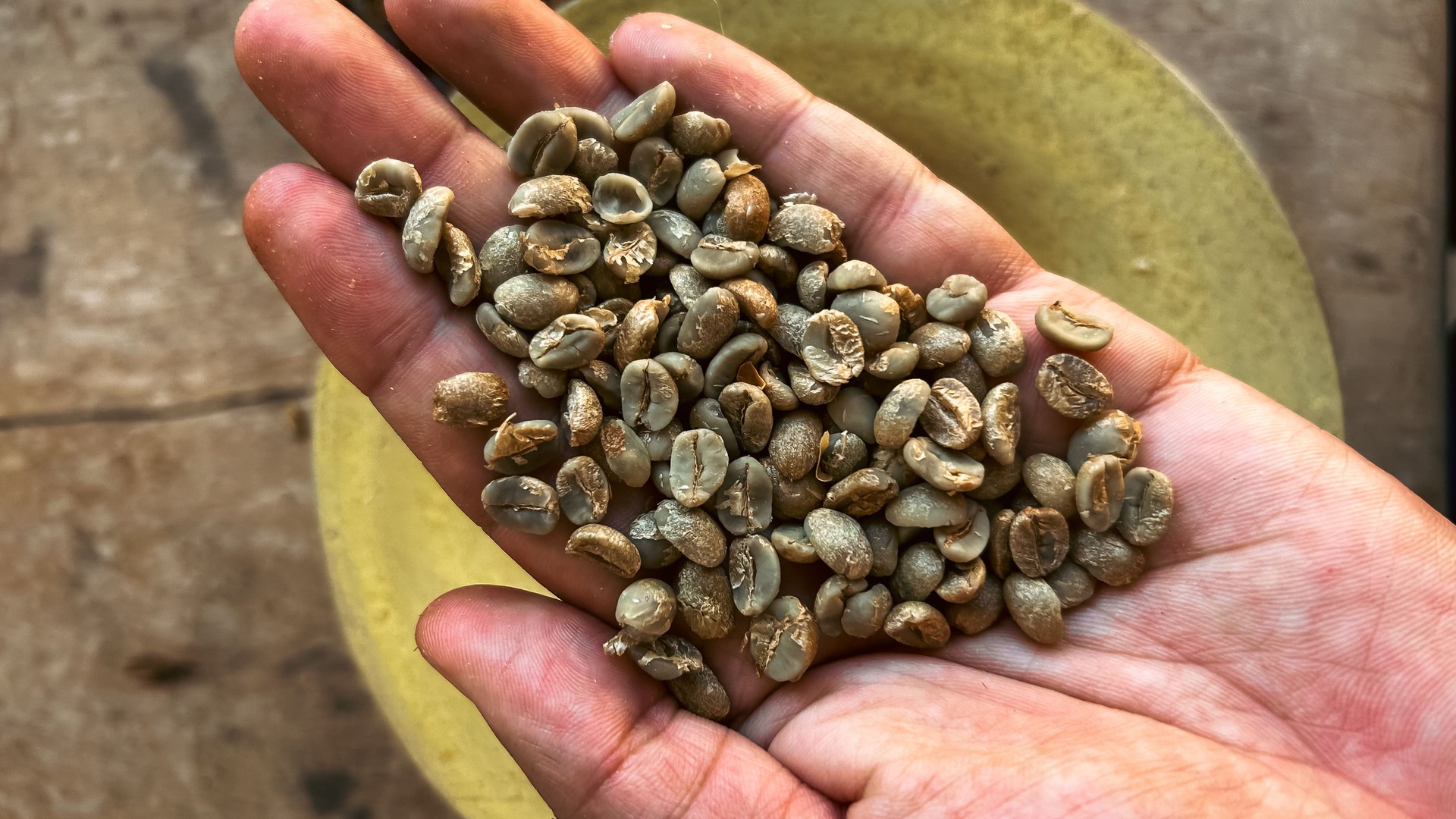 Arabica coffee beans in hand