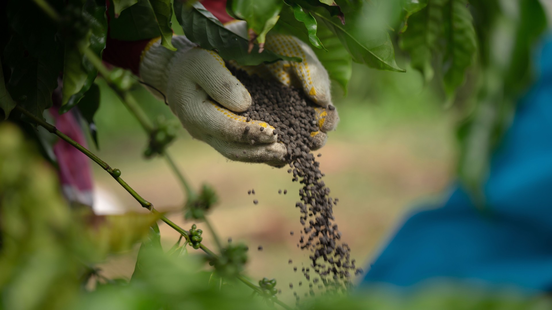 Fertilizing coffee plants in coffee plantations