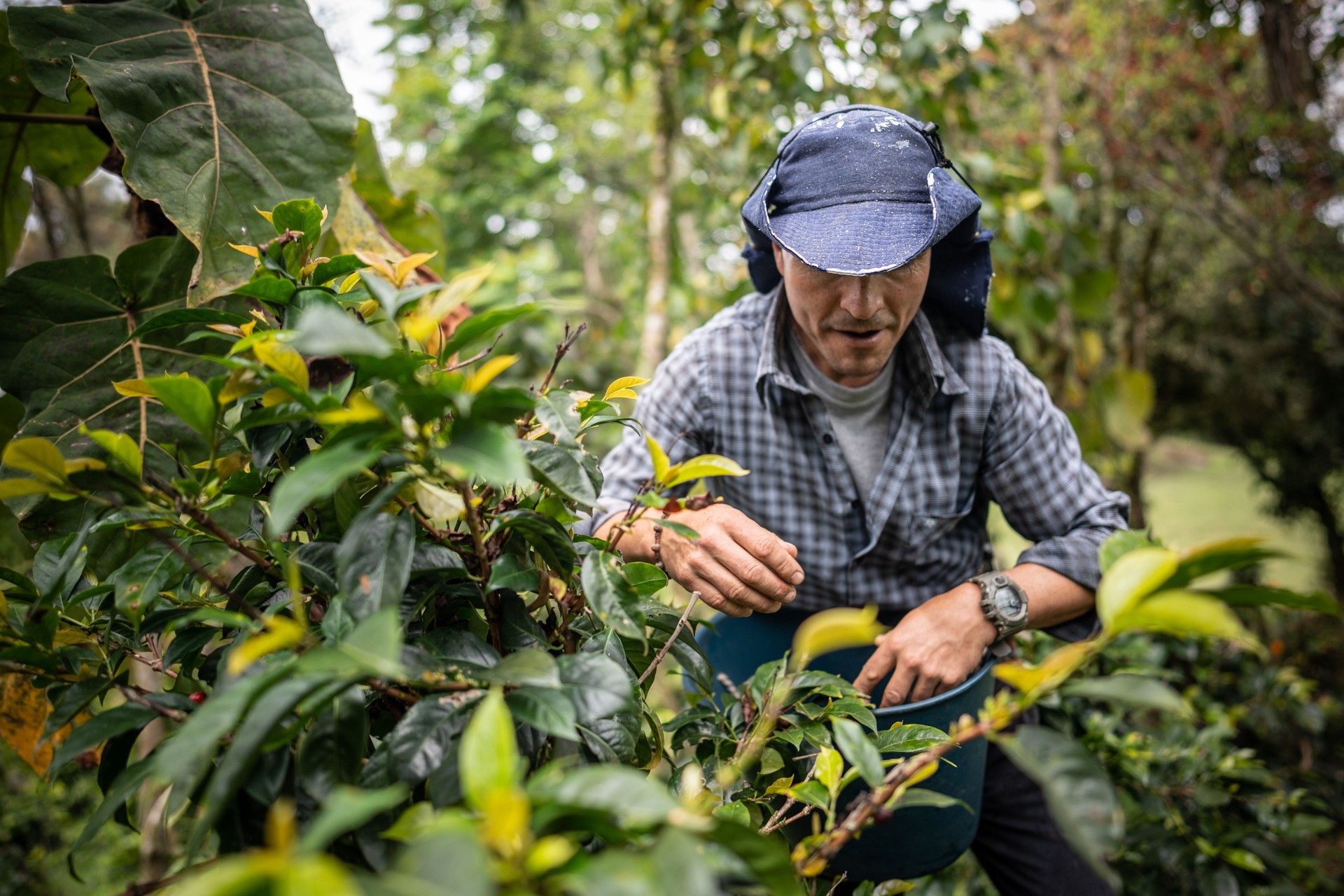 Mature agricultor man picking coffee at farm