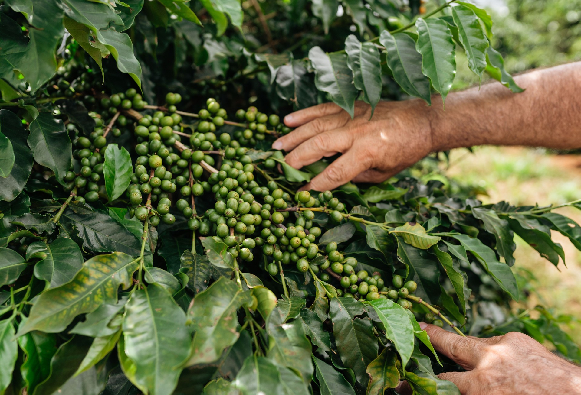 Green coffee beans on the plantation