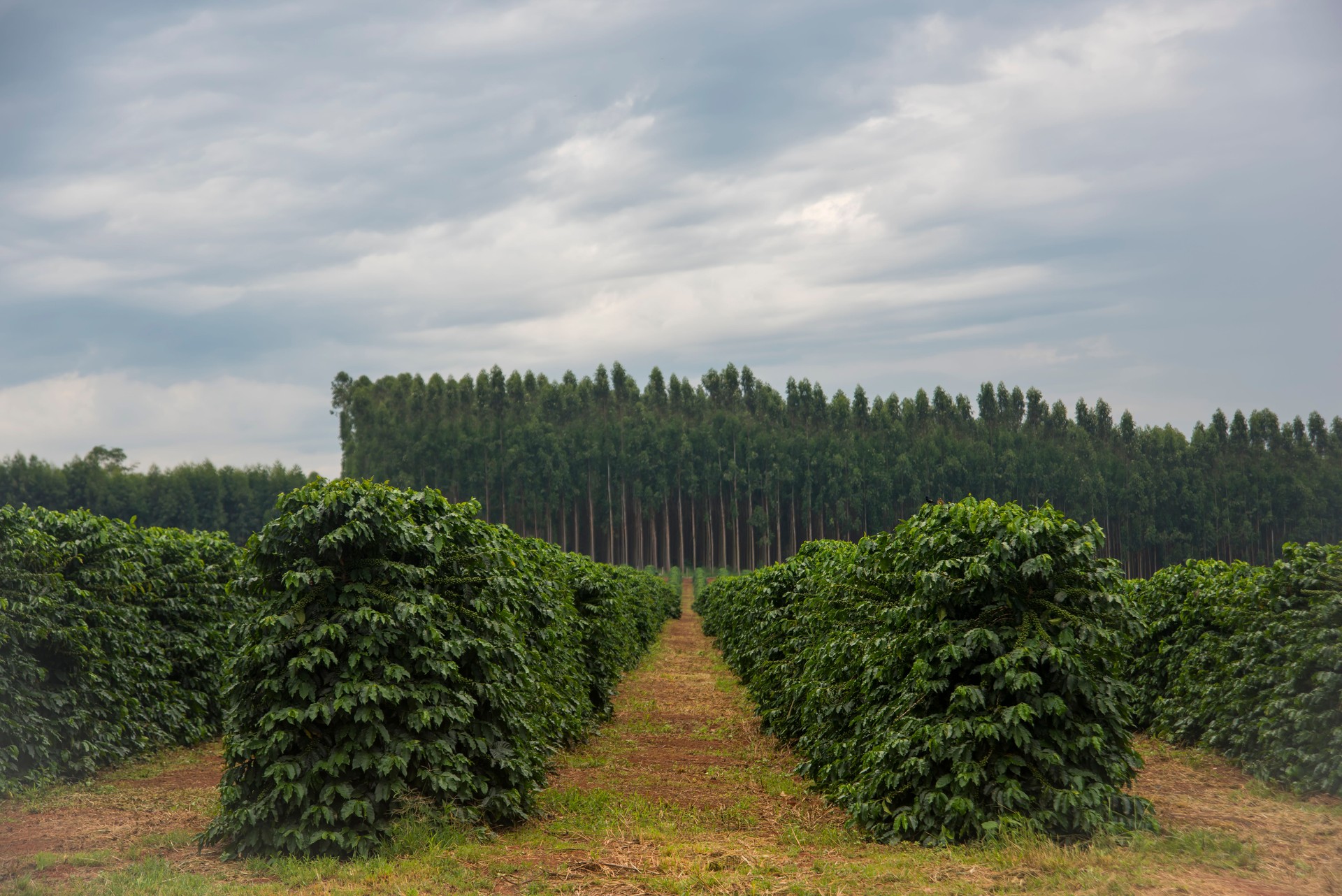 Coffee plantation in Minas Gerais-Brazil