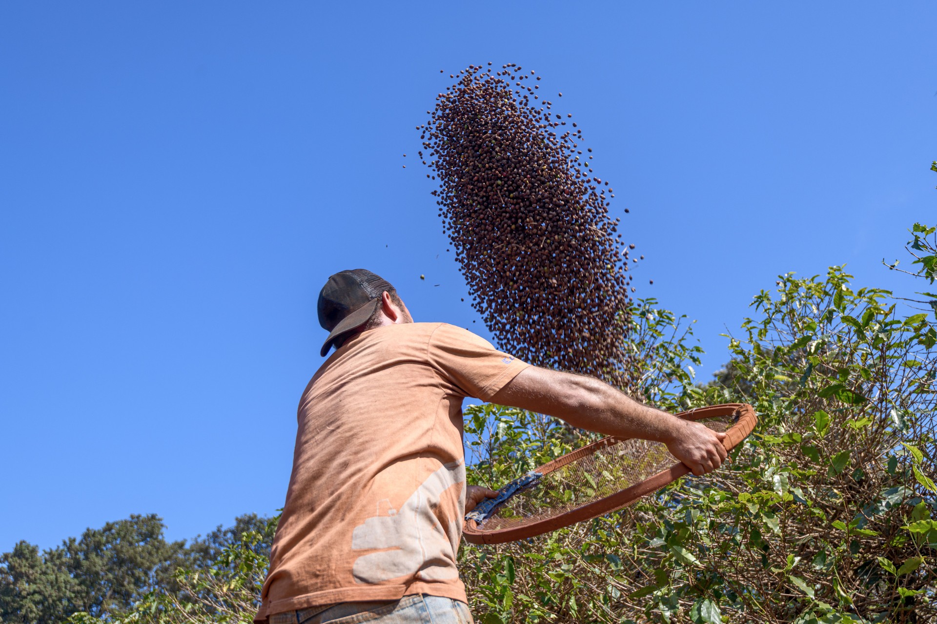 A man cleaning coffee berries in a coffee crop